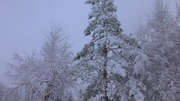 Strom Zimě Pod Sněhem — Stock video