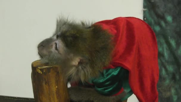 Kera Macaque Jawa Jenis Keluarga Monyet Cercopithecidae — Stok Video