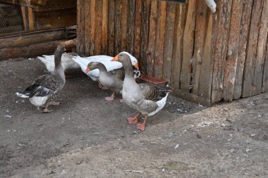 Sıcak bir yaz günü çiftlikte kaz