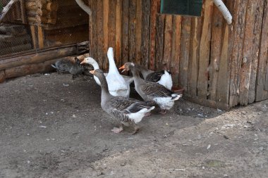 Sıcak bir yaz günü çiftlikte kaz