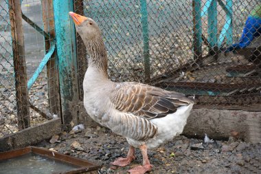 Sıcak bir yaz günü çiftlikte kaz