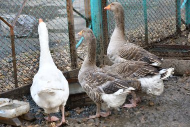 Sıcak bir yaz günü çiftlikte kaz