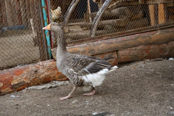 Geese Farm Hot Summer Day — Stock Photo, Image