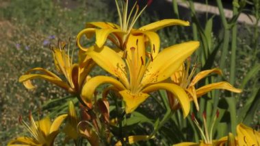 Lily sarı yaz bahçesinde noktalı
