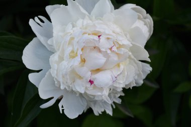 Şakayık beyaz renk yaz bahçesinde