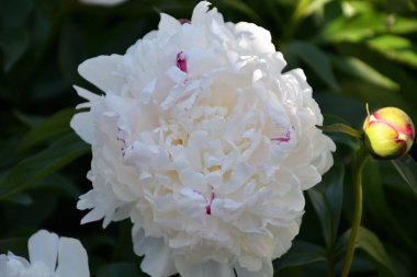 Şakayık beyaz renk yaz bahçesinde