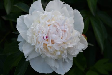 Şakayık beyaz renk yaz bahçesinde