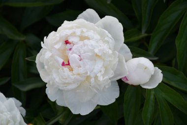 Şakayık beyaz renk yaz bahçesinde