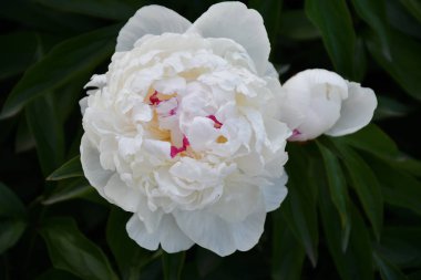 Şakayık beyaz renk yaz bahçesinde