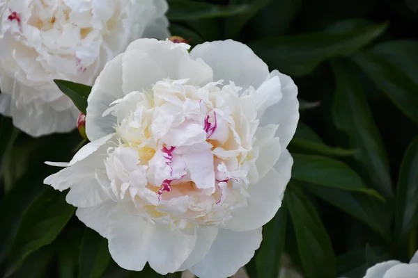 夏の庭の牡丹ホワイト色 — ストック写真
