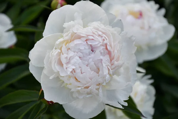 Pivoine Couleur Blanche Dans Jardin Été — Photo