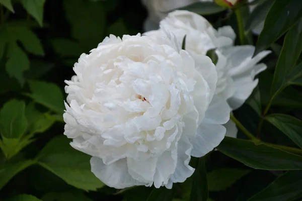 夏の庭の牡丹ホワイト色 — ストック写真
