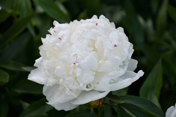 Pivoine Couleur Blanche Dans Jardin Été — Photo