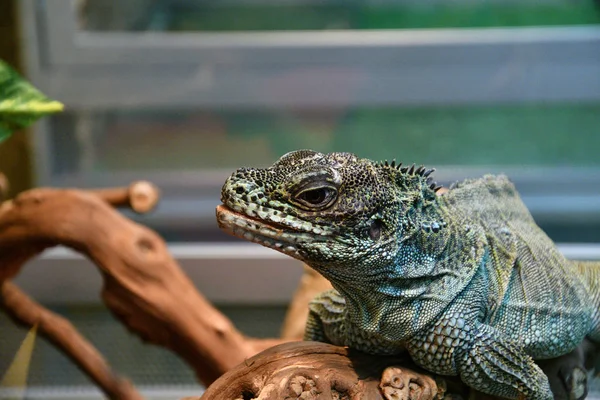 Frilled lizard lizard from the family Agamids genus Chlamydosaurus