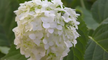 Yaz bahçede beyaz ortanca çiçek