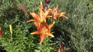 Tiger Lily veya Lily lance yaz aylarında Bahçe yapraklı