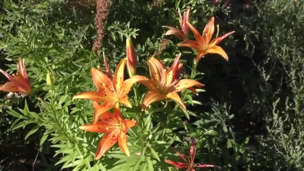 Tiger Lily nebo Lily lance listnaté v létě zahradní