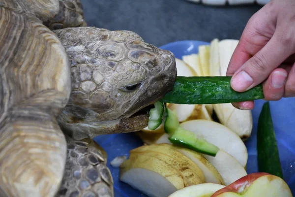 アフリカに拍車をかけた亀 Lvl ガラパゴスゾウガメ Sulcata ボーッとしています — ストック写真