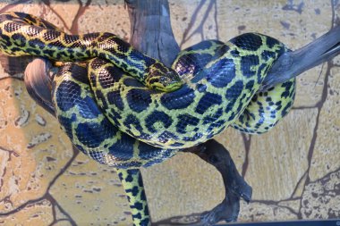 Yeşil notaeus (Güney Anaconda veya sarı Anaconda) Terrerium