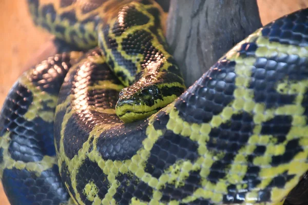 Anakonda Żółta Anakonda Południowa Lub Żółty Anaconda Terrarium — Zdjęcie stockowe