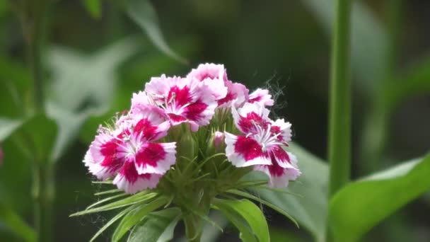 春の朝のカーネーションの花トルコ ナデシコ Barbatus — ストック動画