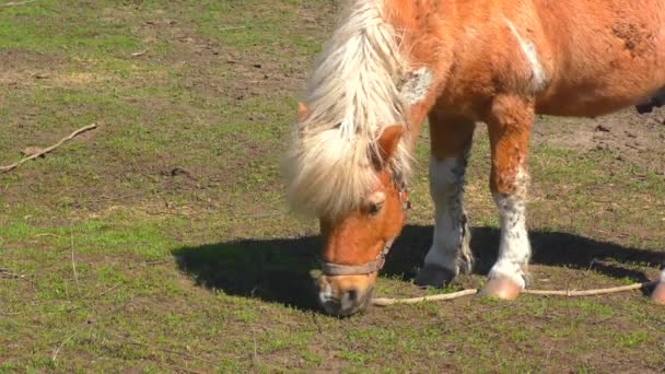 Ponny Gården Tidigt Våren — Stockvideo