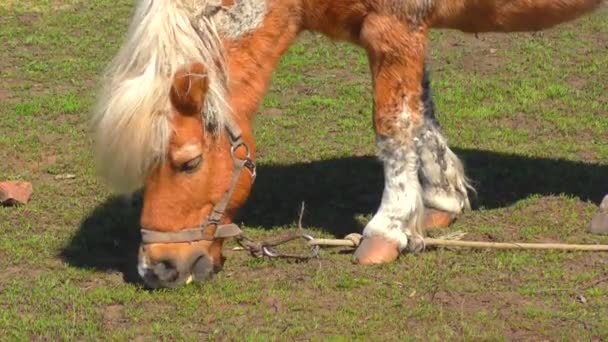 Pony Auf Bauernhof Frühjahr — Stockvideo