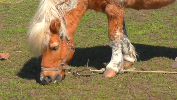 Pony Boerderij Vroege Voorjaar — Stockvideo