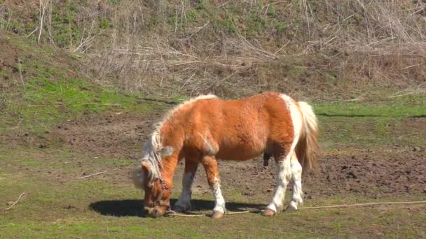 Pony Auf Bauernhof Frühjahr — Stockvideo