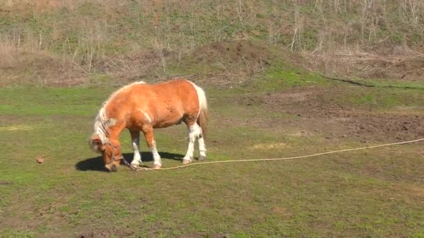 Pony Boerderij Vroege Voorjaar — Stockvideo