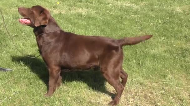 Raça Cão Labrador Cor Chocolate Caminhada — Vídeo de Stock