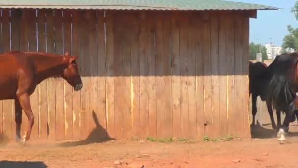 Pferde Auf Dem Bauernhof Frühjahr — Stockvideo