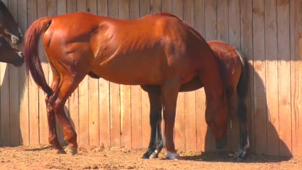 Koně Farmě Brzy Jaře — Stock video