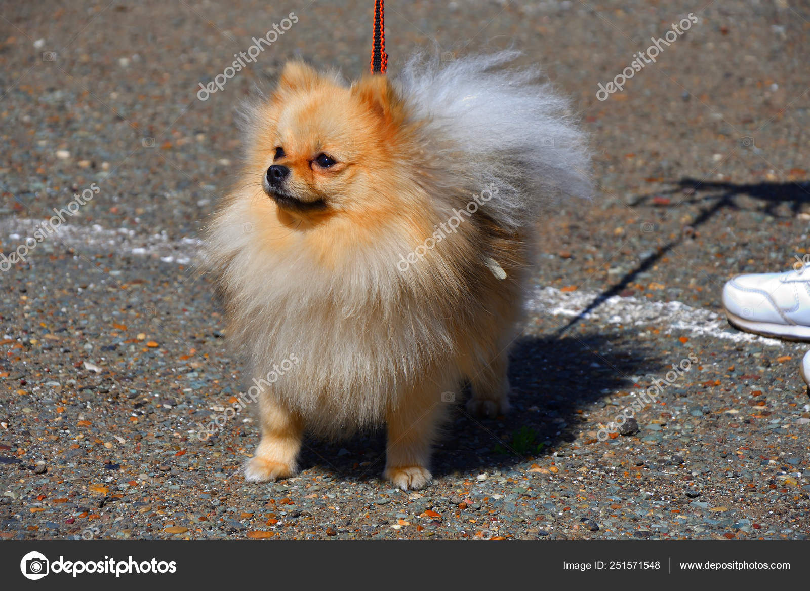 small spitz