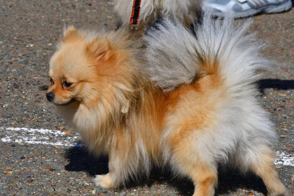 Raças de cães de pequeno Spitz alemão — Fotografia de Stock