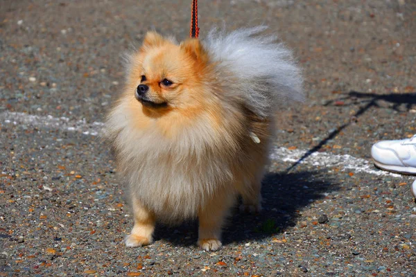 Dog breeds of small German Spitz