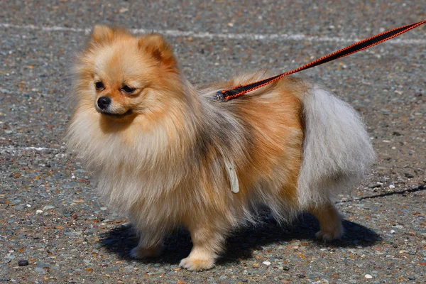 Породы собак небольшого немецкого шпица — стоковое фото