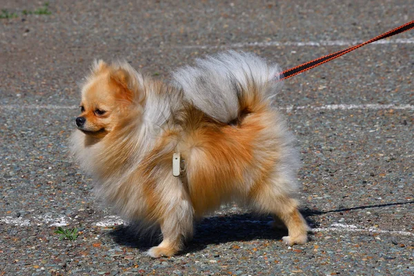 Razas de perros de Spitz alemán pequeño — Foto de Stock