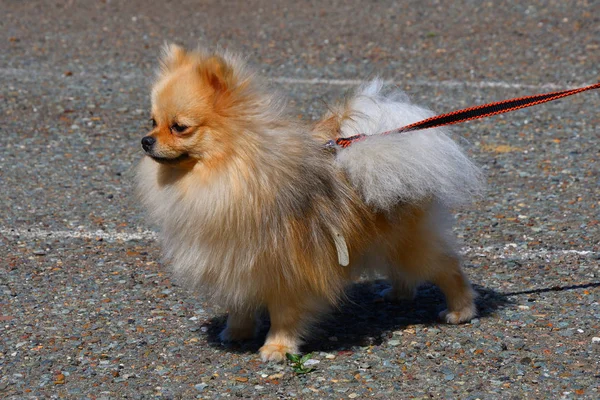 Razas de perros de Spitz alemán pequeño —  Fotos de Stock