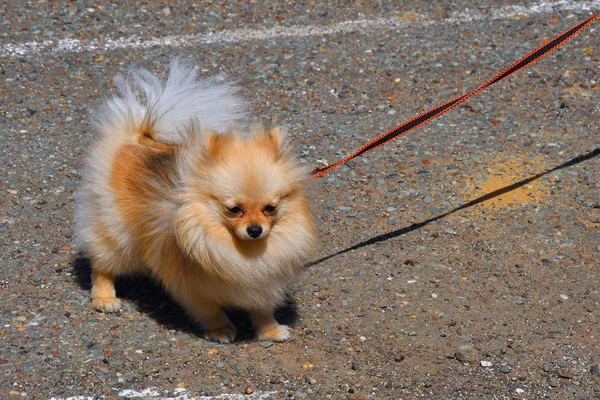 Razas de perros de Spitz alemán pequeño — Foto de Stock