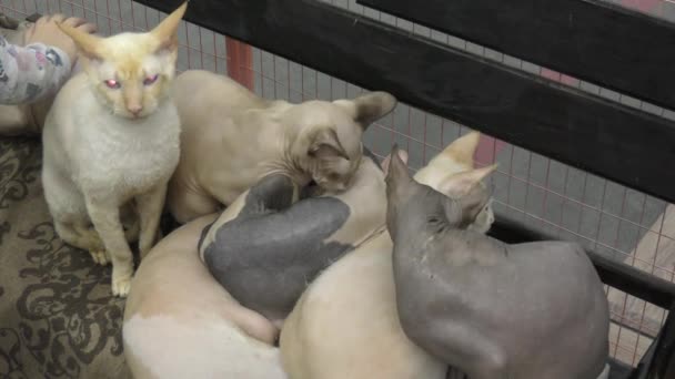 Chat Sphinx Canadien Groupe Chats Sphynx Canadien — Video