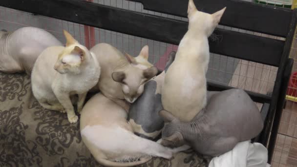 Canadese Sphinx Kat Canadese Sphynx Kat Groep — Stockvideo