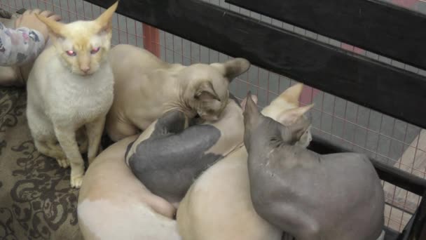 Canadian Sphinx Cat Grupo Gatos Canadian Sphynx — Vídeo de stock