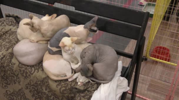 Canadian Sphinx Cat Grupo Gatos Canadian Sphynx — Vídeo de stock