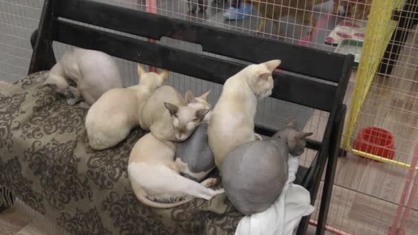Canadian Sphinx Cat Canadian Sphynx Cat Group — Stock Video