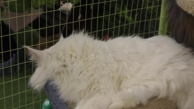 Kitten maine coon beyaz renk doğurur