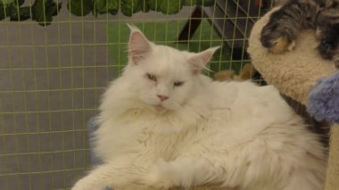 Kitten maine coon beyaz renk doğurur