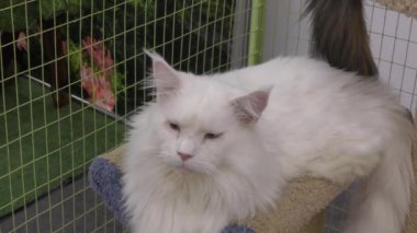 Kitten maine coon beyaz renk doğurur