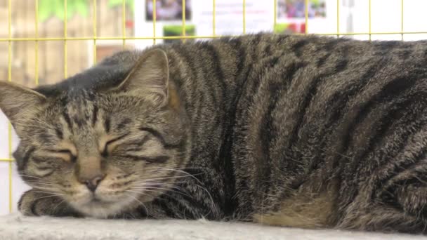 Raza Gato Kurilian Bobtail Descansa — Vídeos de Stock