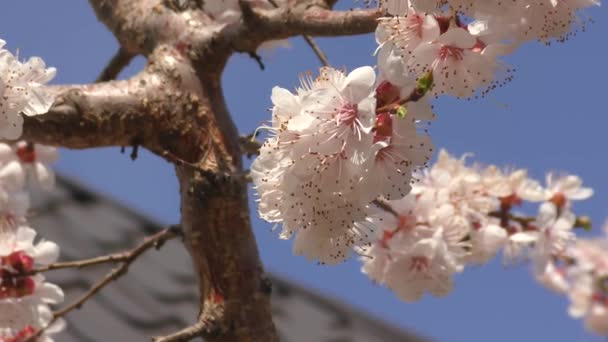 Abrikoos Bloesem Lente Tuin — Stockvideo